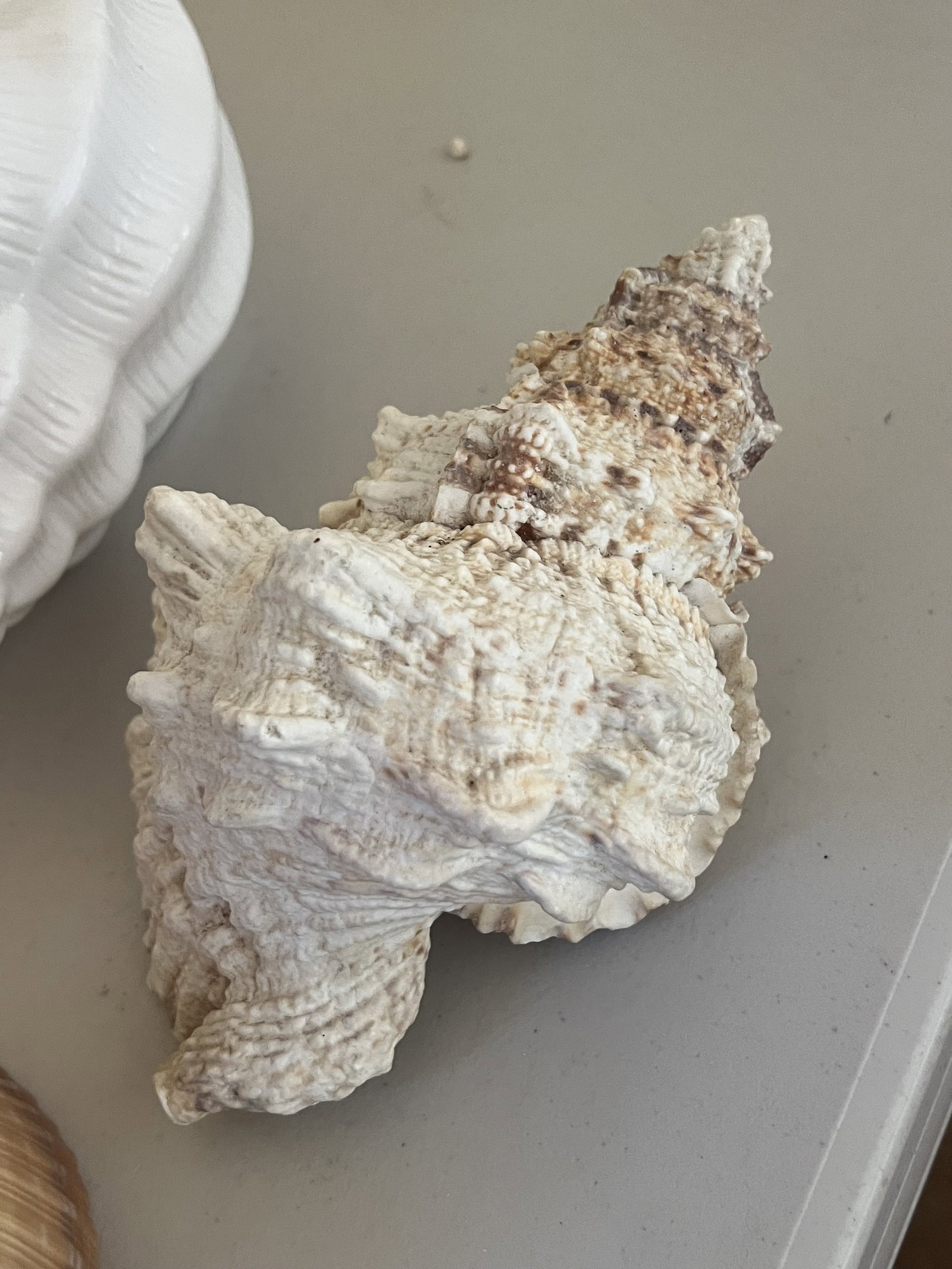 Grouping of Seashells - 7