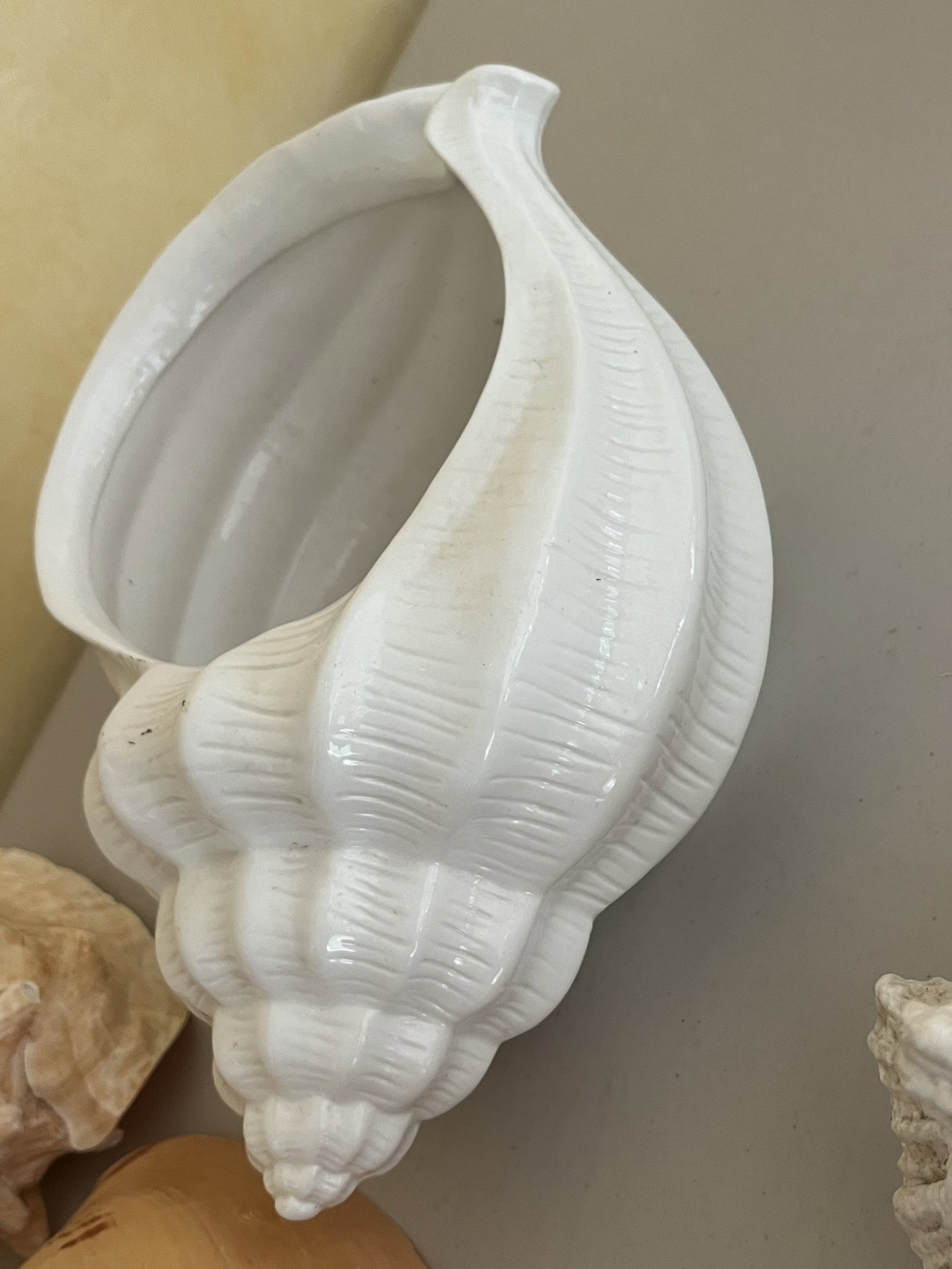 Grouping of Seashells - 8