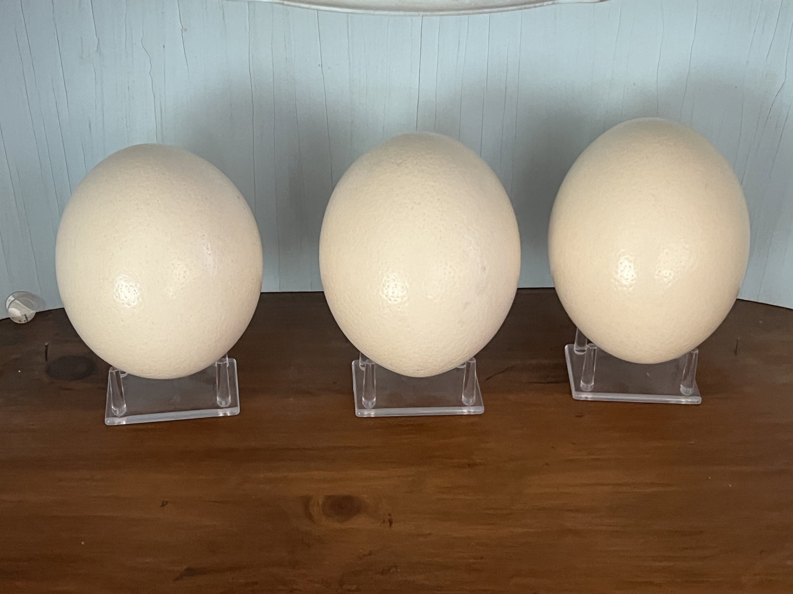 (3) Ostrich Eggs: Dimensions: L 7" Low Estimate: 10.00 High Estimate: 10000.00