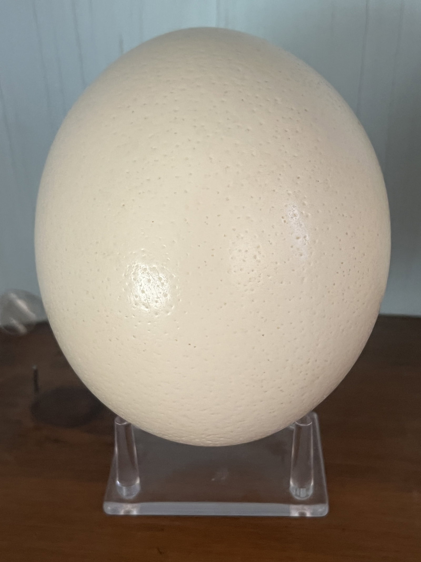 (3) Ostrich Eggs - 2