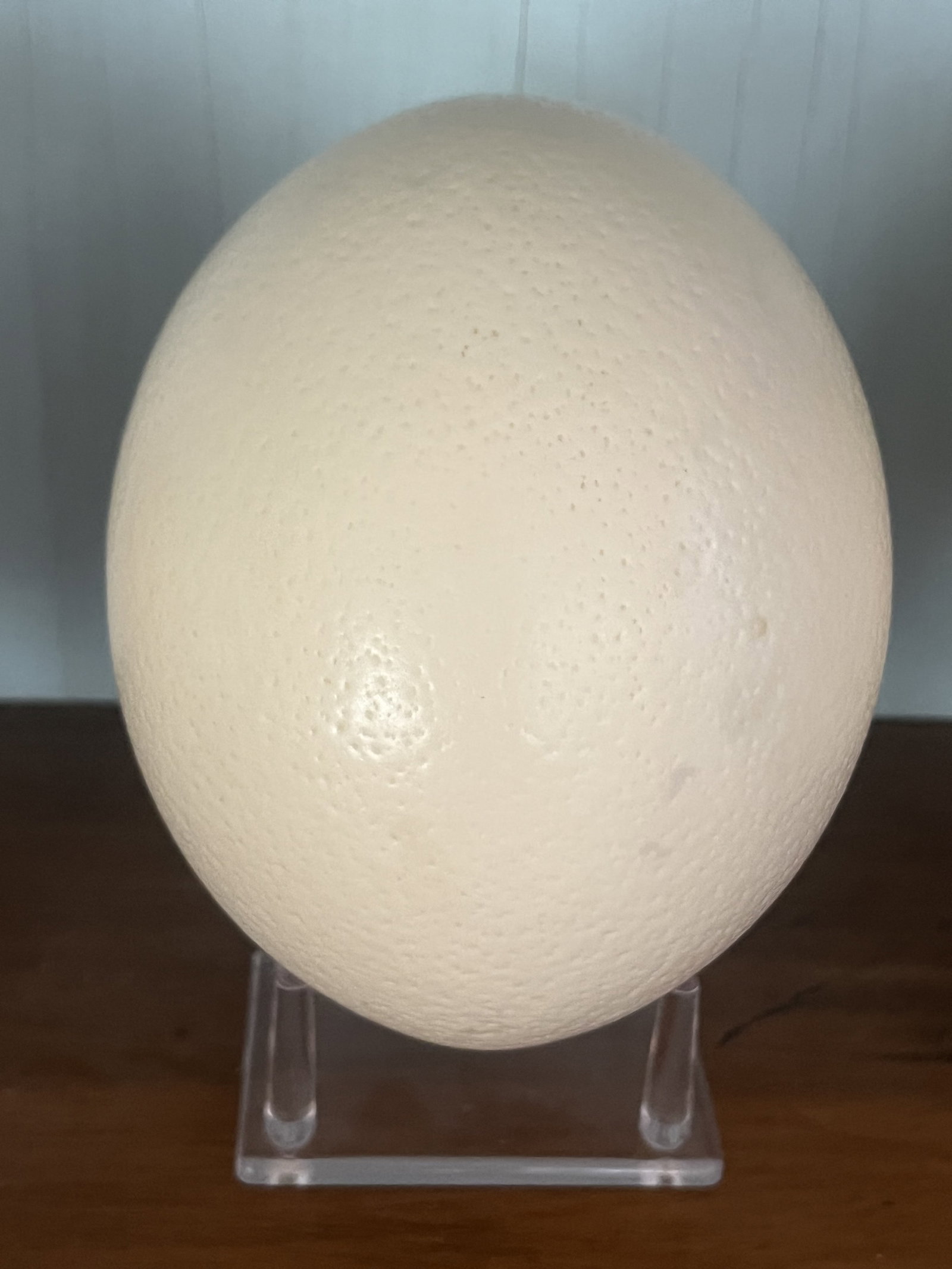 (3) Ostrich Eggs - 3
