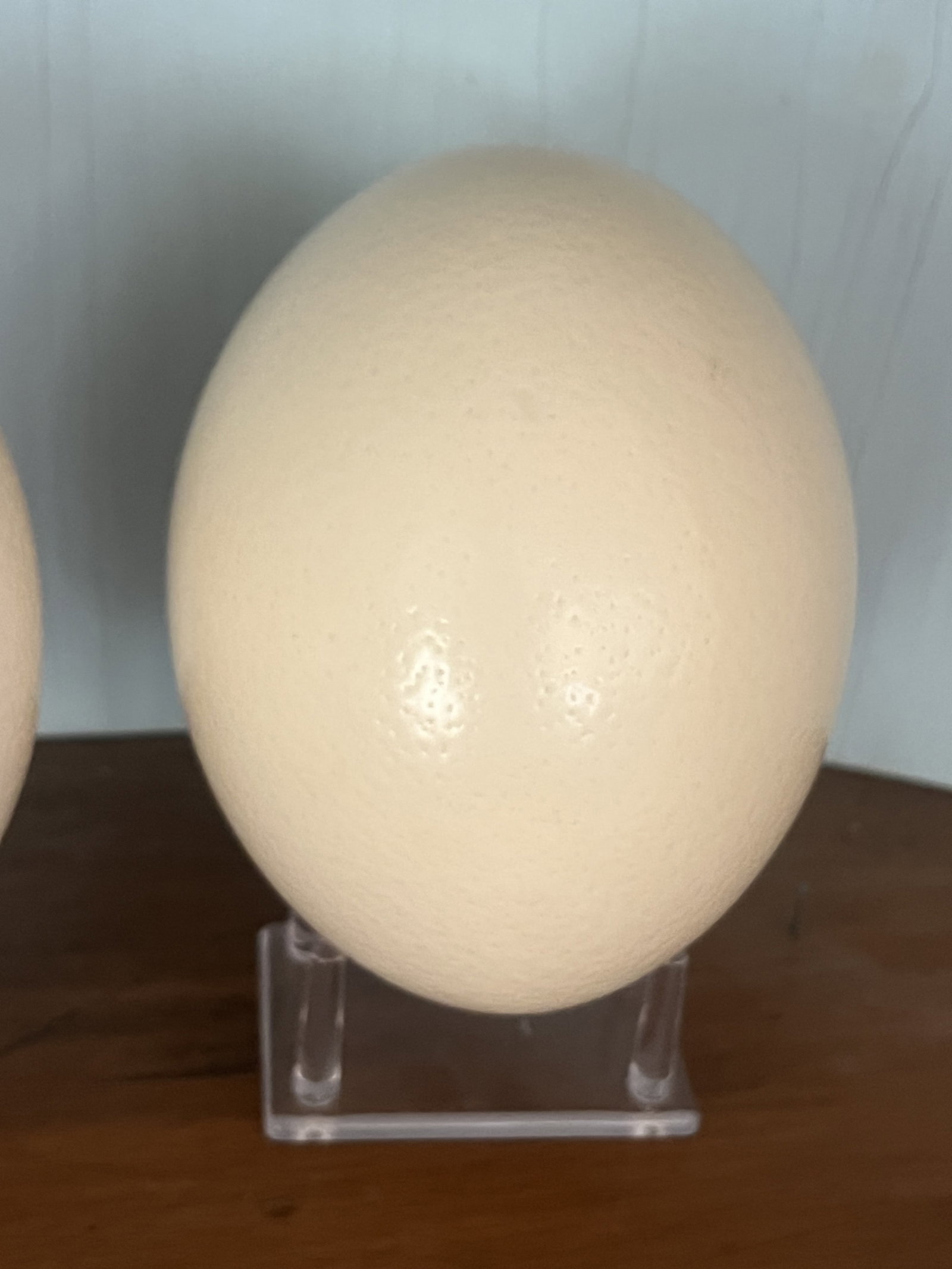 (3) Ostrich Eggs - 4