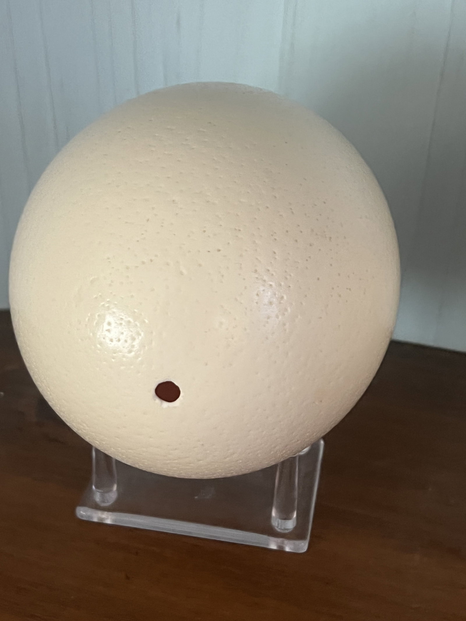 (3) Ostrich Eggs - 5