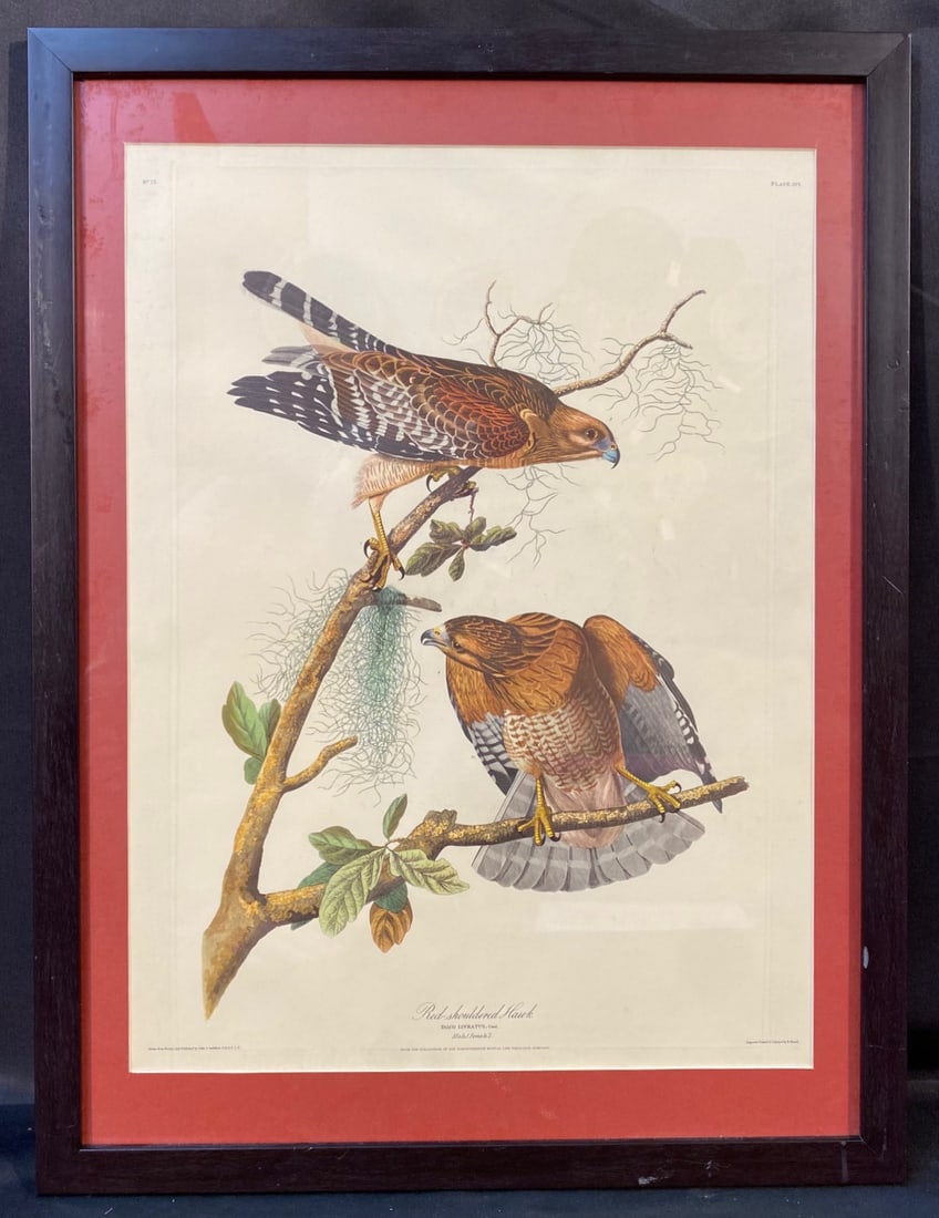 JOHN J. AUDUBON (1785-1851) LITHOGRAPH TITLED RED SHOULDERED HAWK, 19IN x 25IN (48cm x 64cm) (1 of 6)