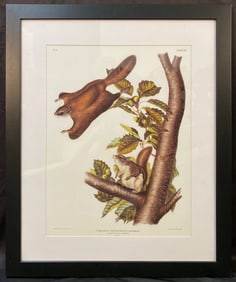 JOHN J. AUDUBON (1785-1851) LITHOGRAPH TITLED PTEROMYS ORIGONENSIS, 29.5IN x 35.5IN (73cm x 91cm)