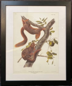 JOHN J. AUDUBON (1785-1851) LITHOGRAPH TITLED SCURIUS SUB-AURATUS, 29.5IN x 35.5IN (73cm x 91cm)