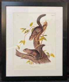 JOHN J. AUDUBON (1785-1851) LITHOGRAPH TITLED SCIURUS COLLIAEI, 29.5IN x 35.5IN (73cm x 91cm)