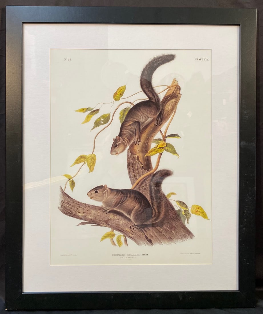 JOHN J. AUDUBON (1785-1851) LITHOGRAPH TITLED SCIURUS COLLIAEI, 29.5IN x 35.5IN (73cm x 91cm) (1 of 8)