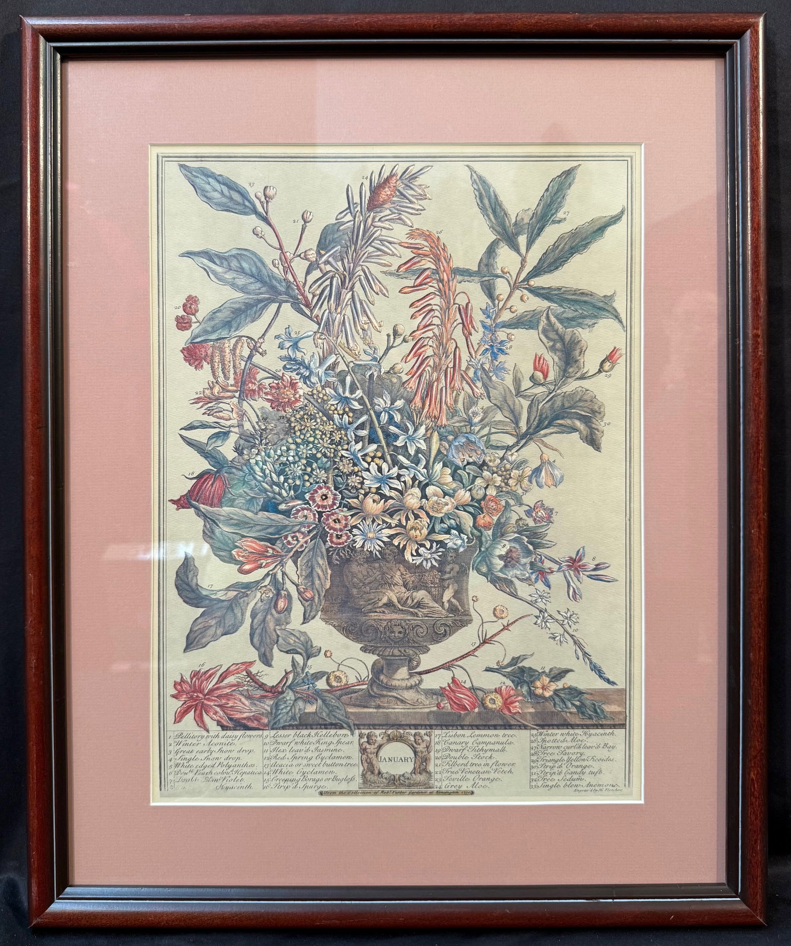 AFTER ROBERT FURBER (1674-1756) PRINT TITLED JANUARY, 17.5IN x 21.5IN (44cm x 54cm): After Robert Furber (1674-1756) print titled January, which after the original that was produced in 1730 and is part of his series Twelve Months of Flowers. It is matted and framed under acrylic in a 