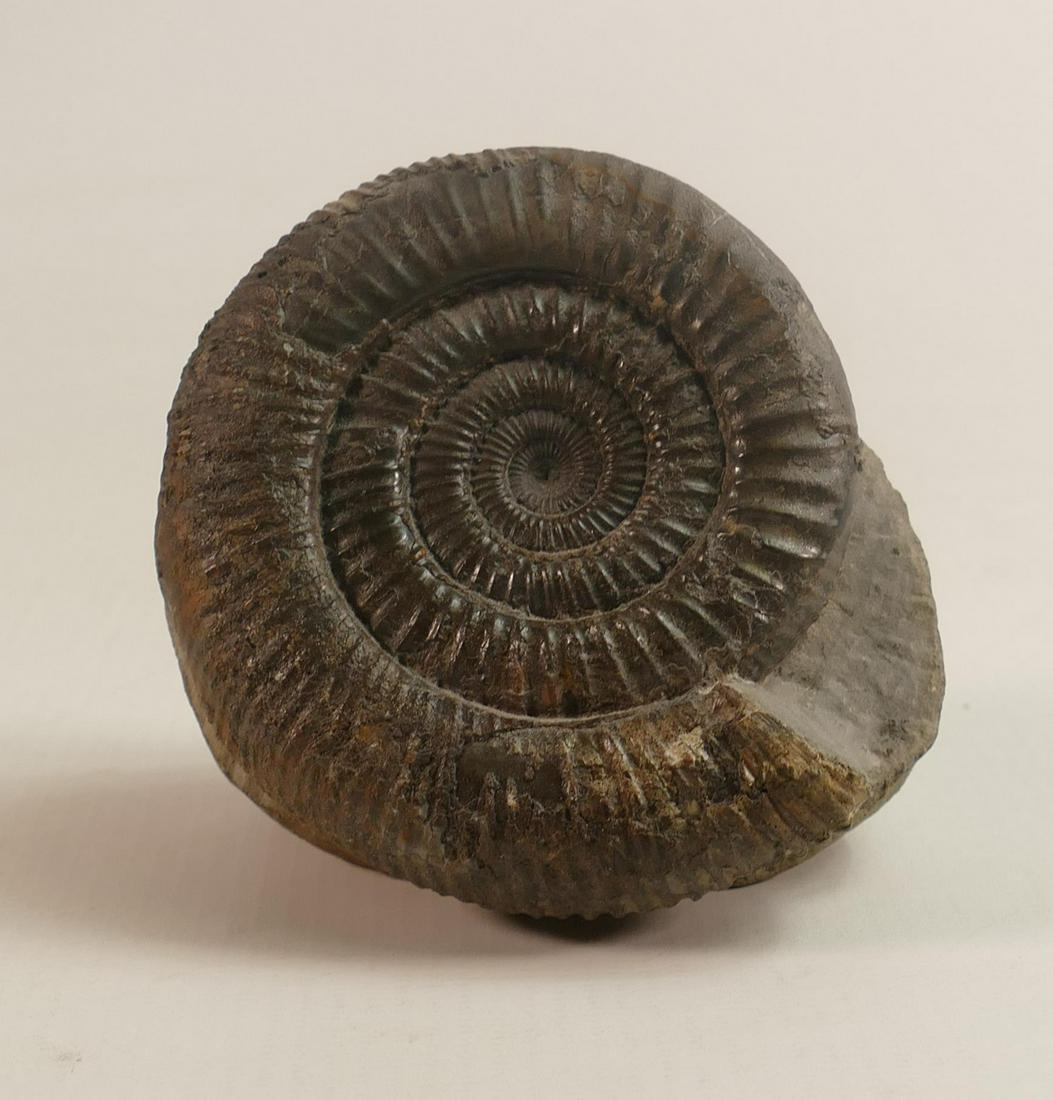 Ammonite fossil, height 8.4cm: Ammonite fossil, height 8.4cm