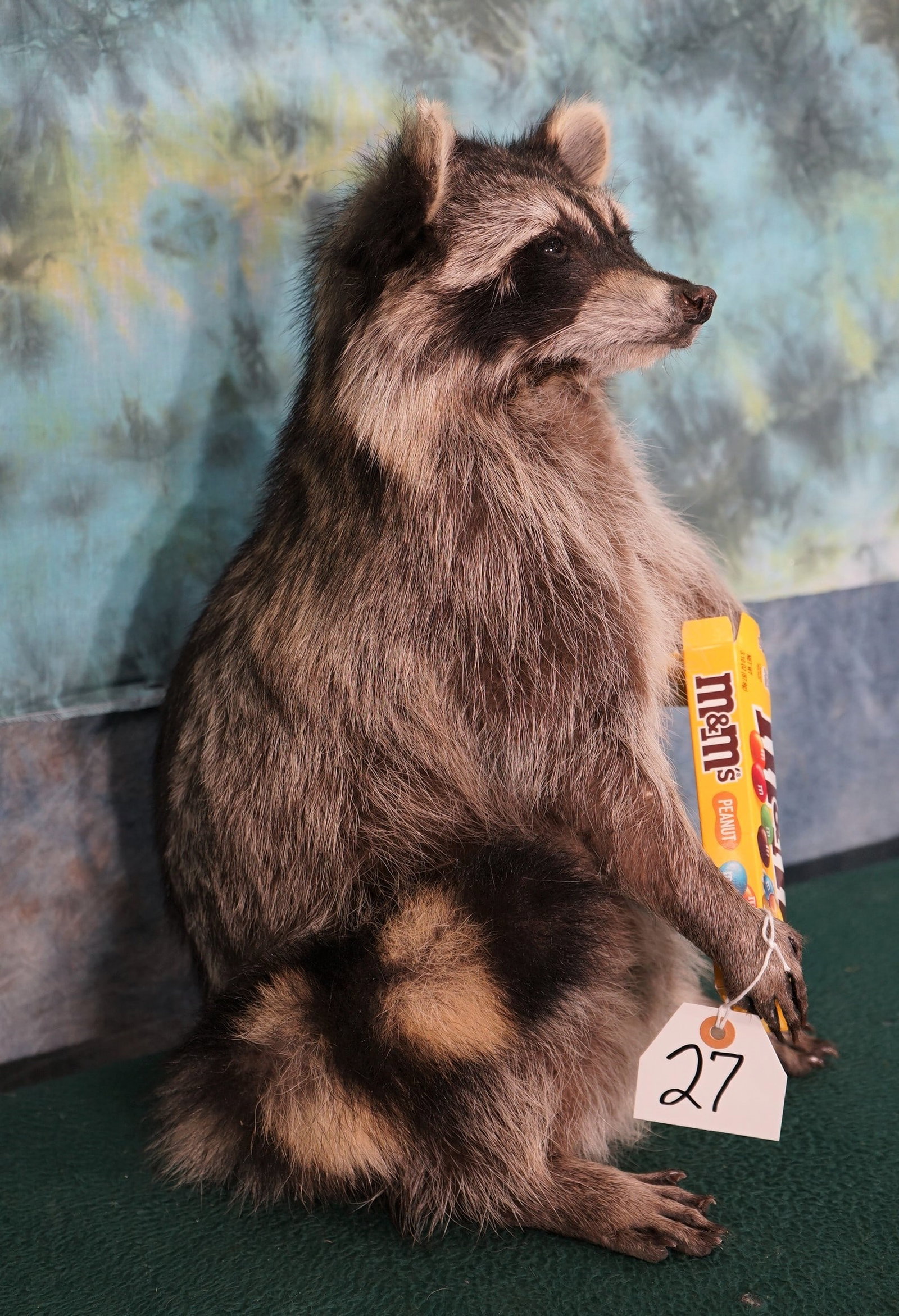 Raccoon Eating Candy Full Body Taxidermy Novelty Mount (1 of 2)