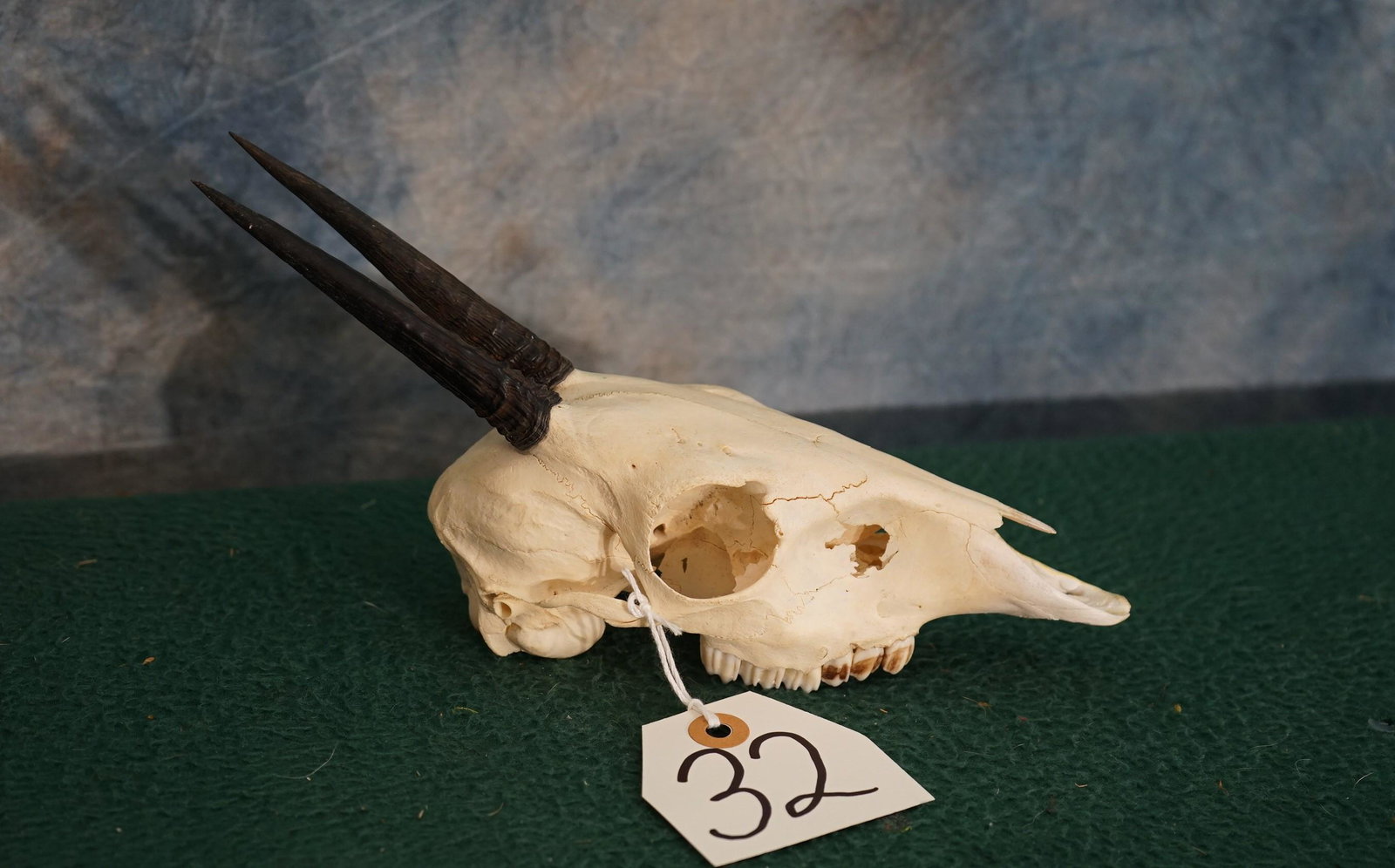 East African Bush Duiker Skull Taxidermy (1 of 1)
