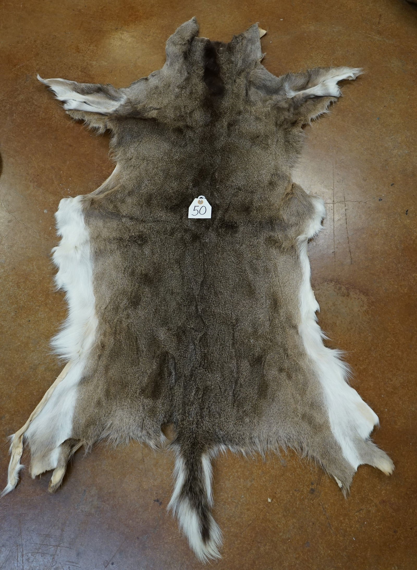 New Tanned Whitetail Deer Full Backskin Taxidermy (1 of 3)