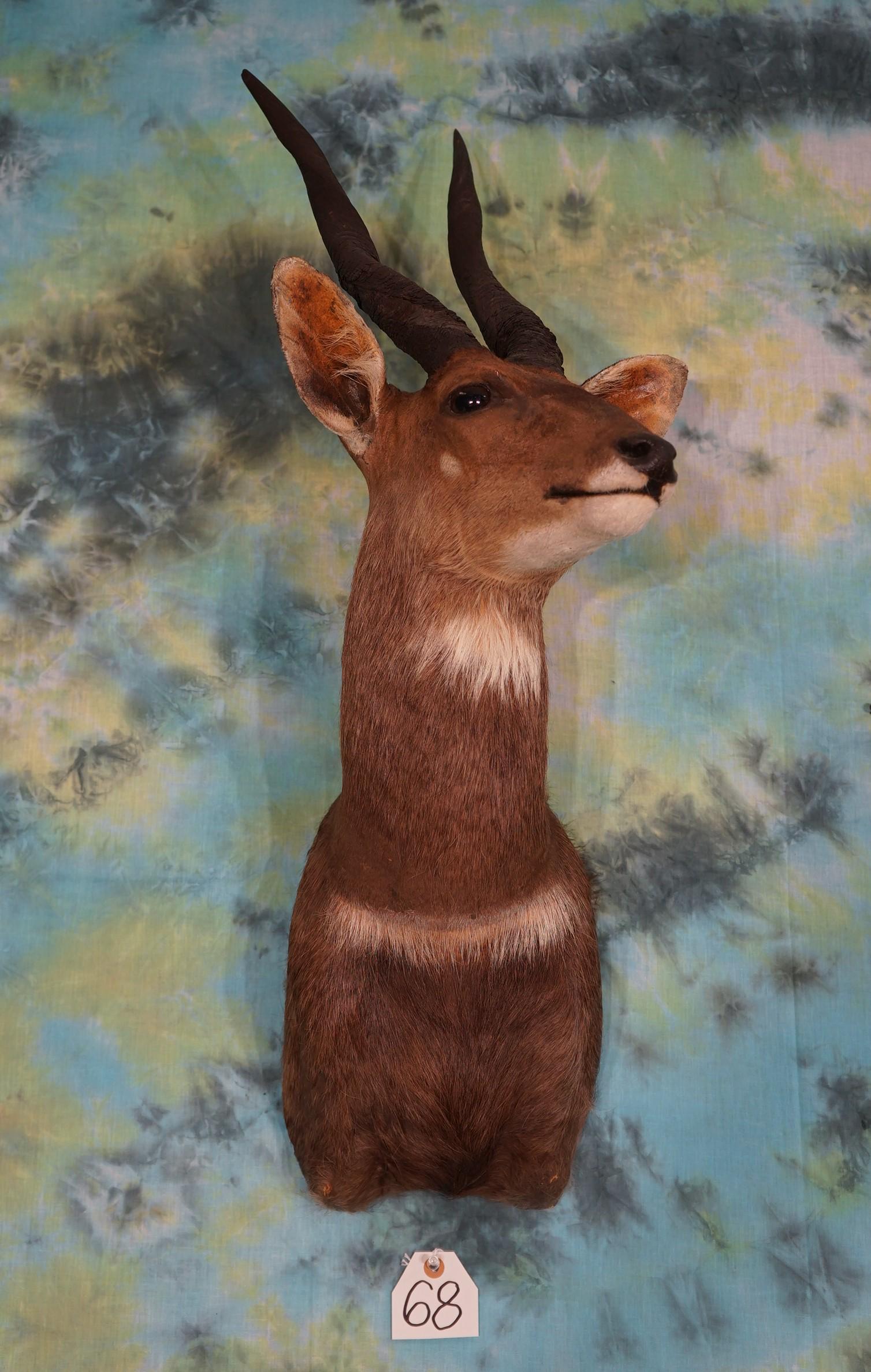 African Limpopo Bushbuck Shoulder Mount Taxidermy (1 of 2)