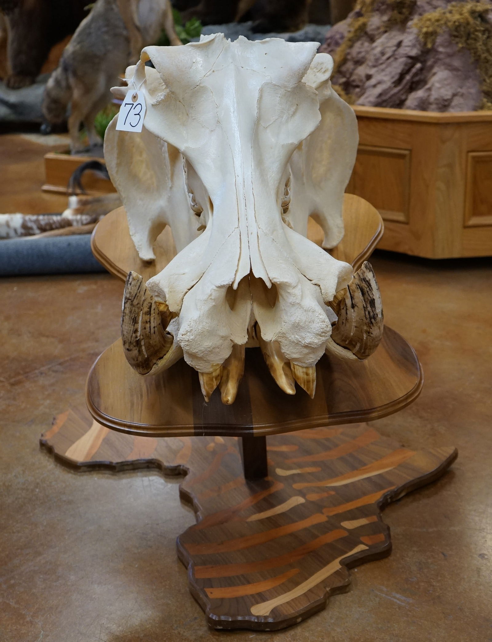 Bull Hippo Skull on Pedestal Plaque with Map of Africa Stand Taxidermy (1 of 5)