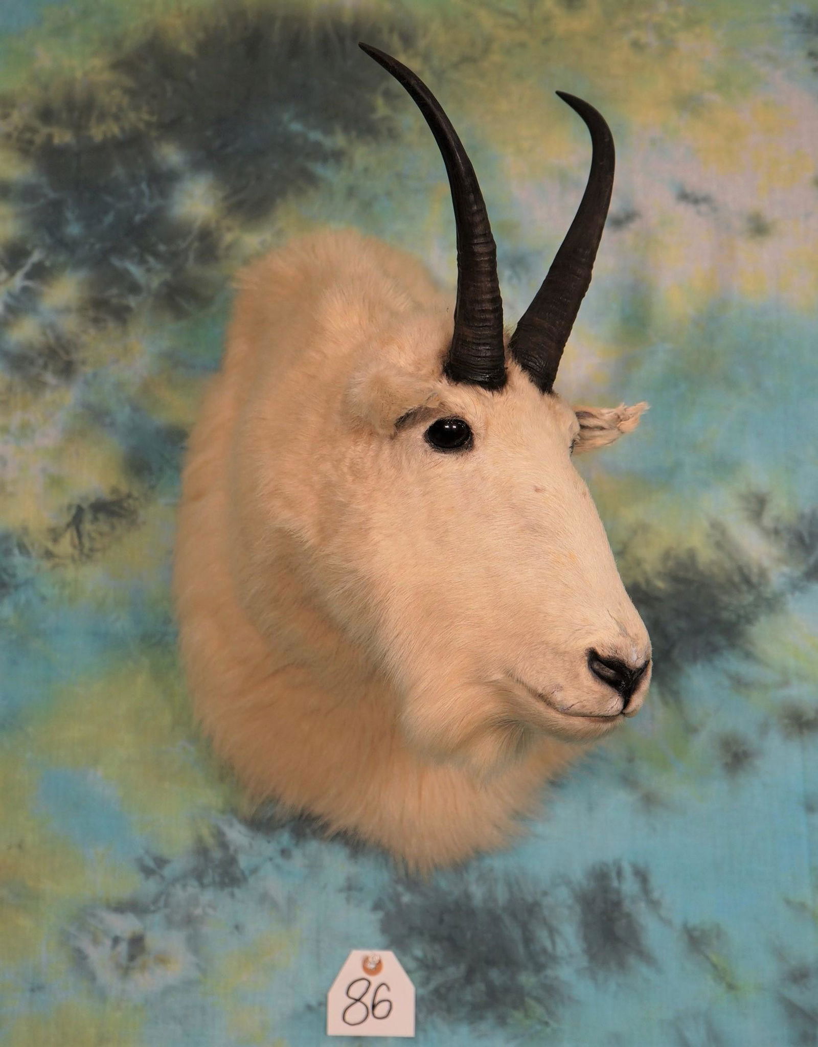 Rocky Mountain Goat Shoulder Mount Taxidermy: This is a mount that's 20 years old but its clean, smoke free, and still structurally sound with good taxidermy.ÿ The mount grades a 7.5 on a 1 to 10 quality scale.