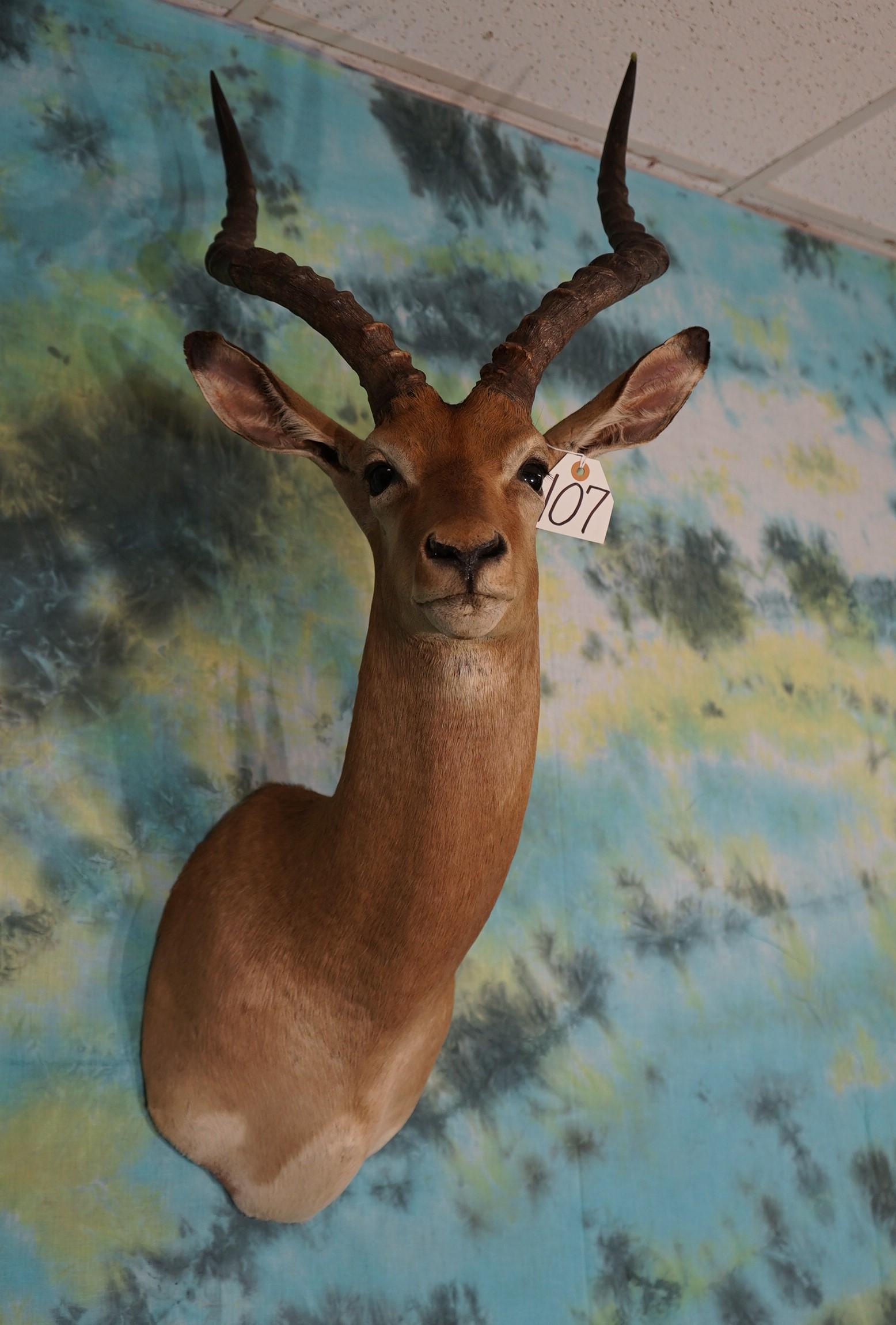 South African Impala Ram Shoulder Mount Taxidermy (1 of 2)