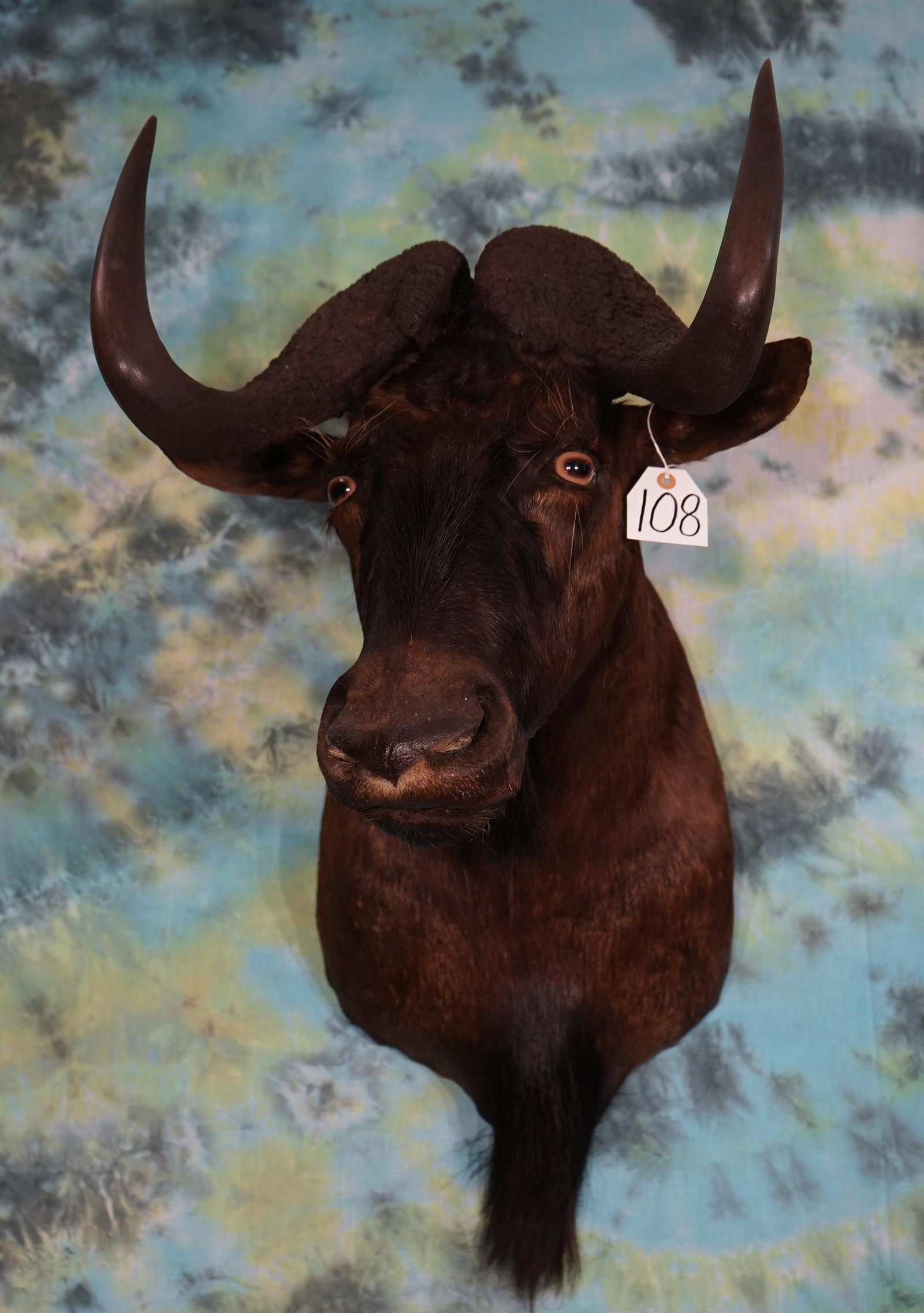 South African Black Wildebeest Shoulder Mount Taxidermy (1 of 2)