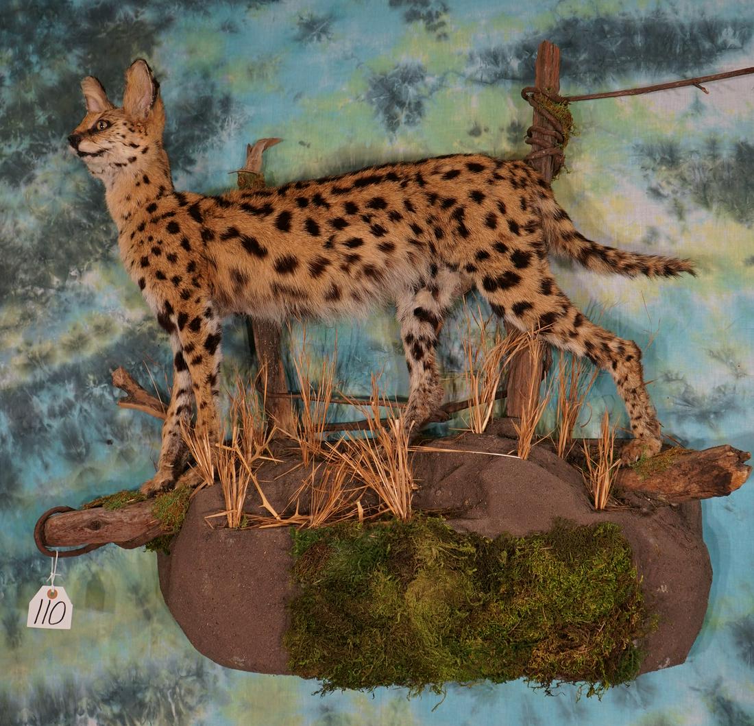 Awesome African Serval Cat Full Body Mount Taxidermy Auction