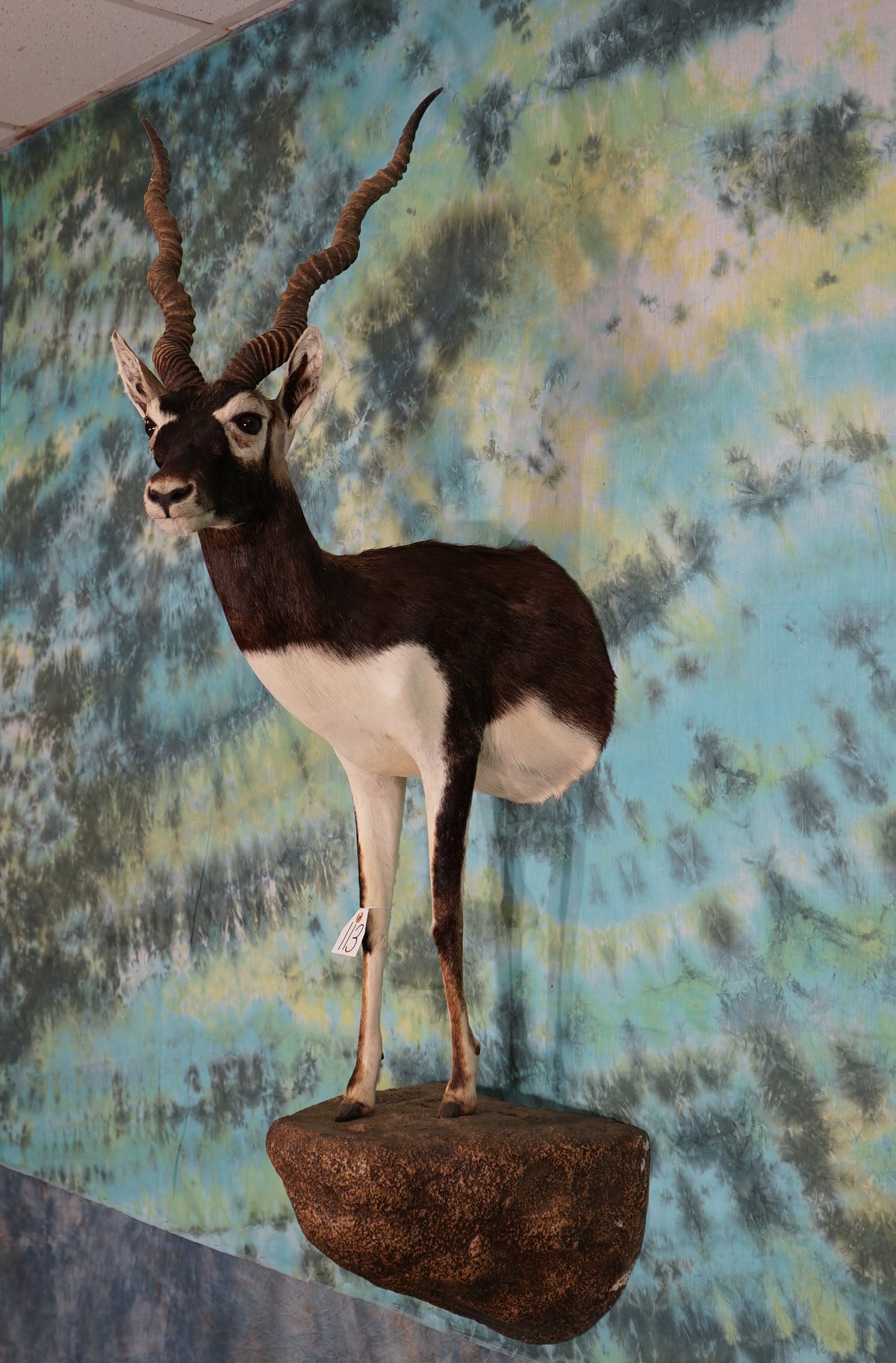 Gorgeous Half Body Blackbuck Antelope Taxidermy Mount (1 of 3)