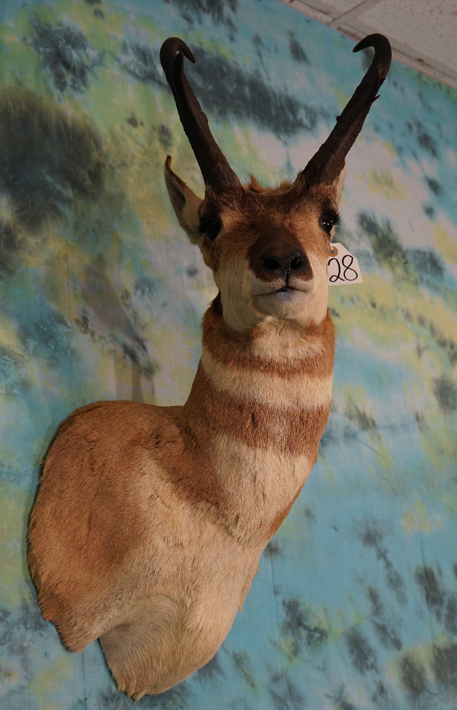 Wyoming Pronghorn Antelope Shoulder Mount Taxidermy (1 of 2)