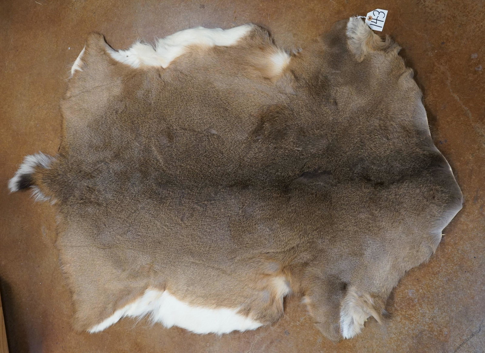 Very Large Whitetail Deer Soft Tanned Full Backskin Taxidermy Mount (1 of 1)