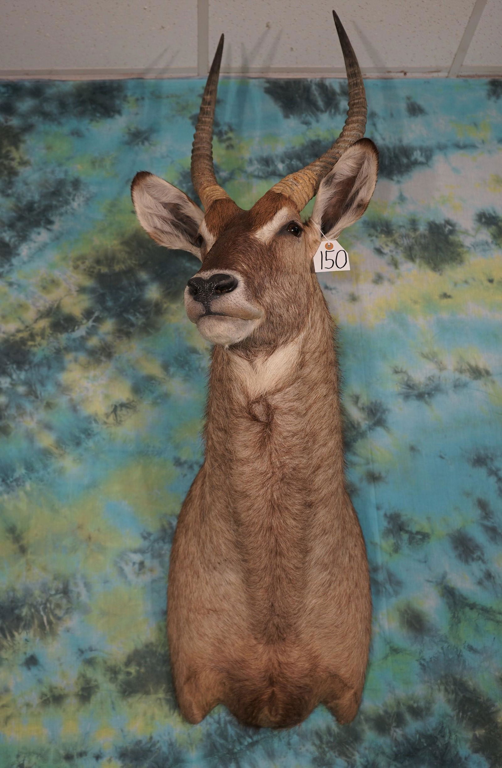 African Common Ringed Waterbuck Shoulder Mount Taxidermy (1 of 2)