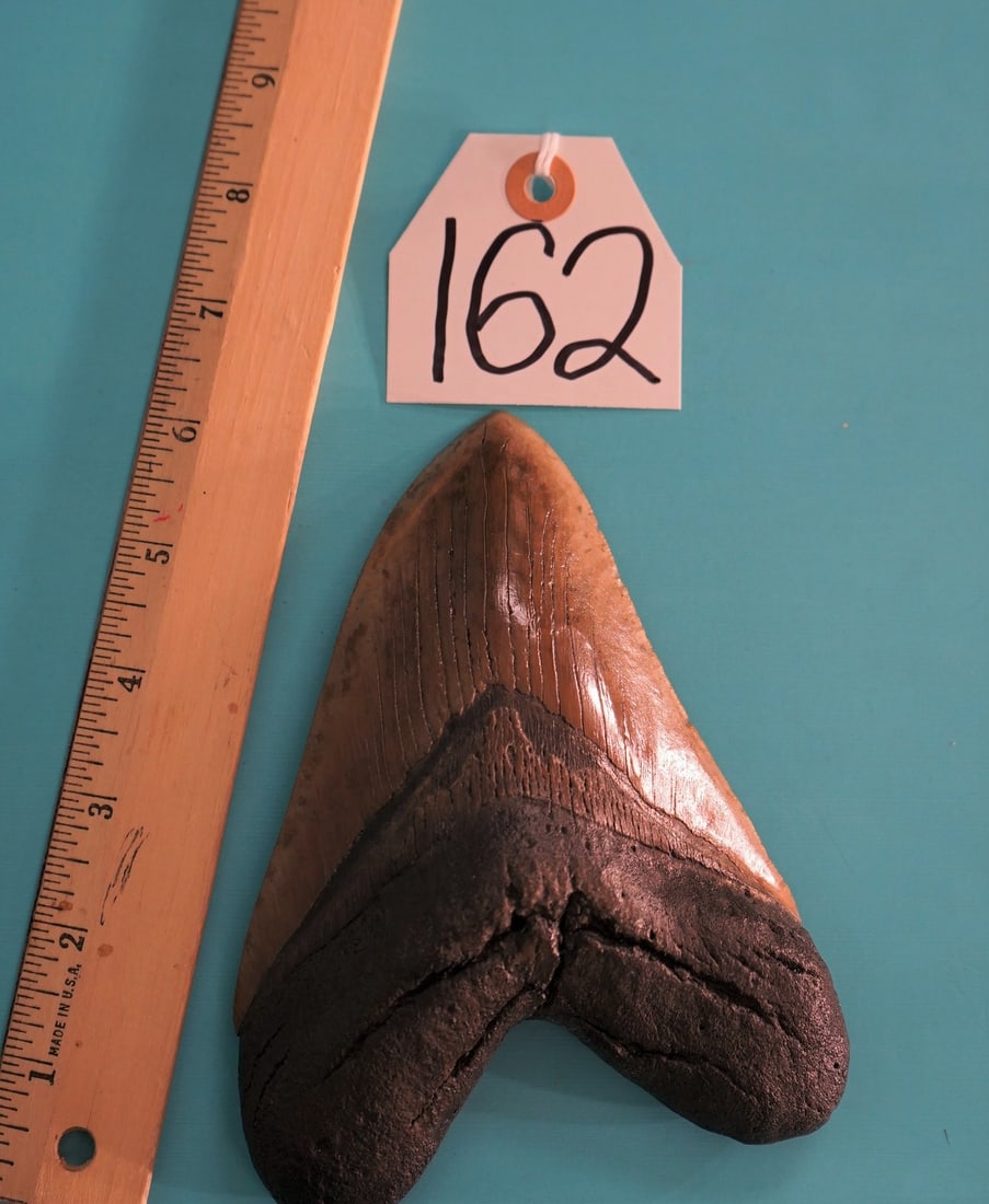 Giant! 6 1/2" Megalodon "Prehistoric Shark" Tooth Fossil: Scientist say that for every one inch of tooth length, the Megalodon had 10 feet of the body length.ÿ This 6 1/2" tooth is as big as they come and it is from a 65 feet long Monster Shark!ÿ The tooth