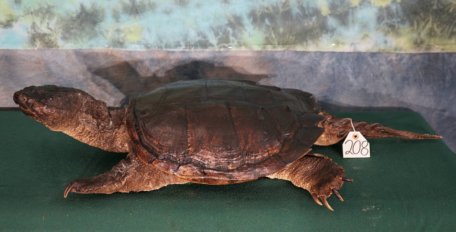 Awesome Common Snapping Turtle Taxidermy Mount Auction