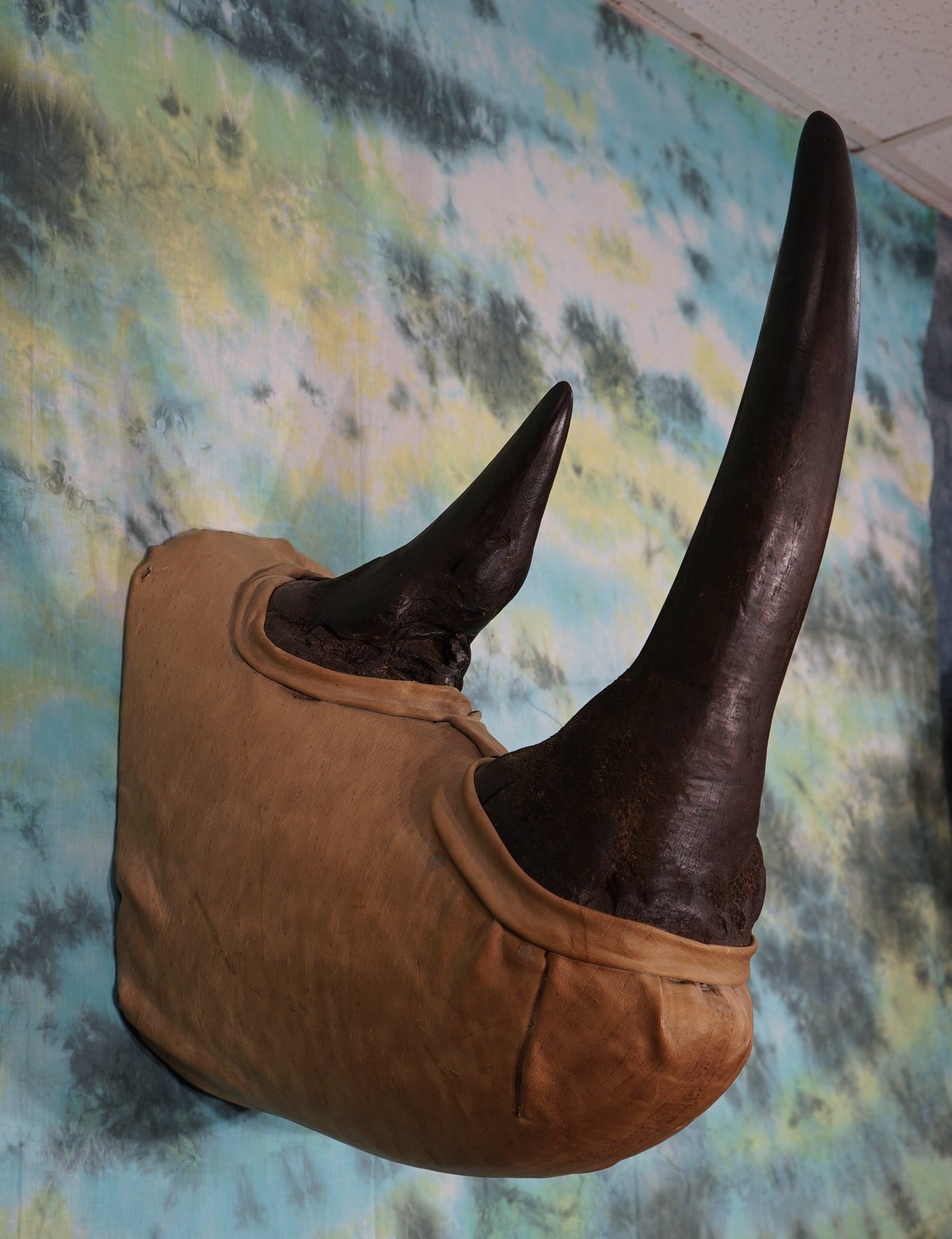 African Black Rhino Reproduction Horn Mount Taxidermy (1 of 2)