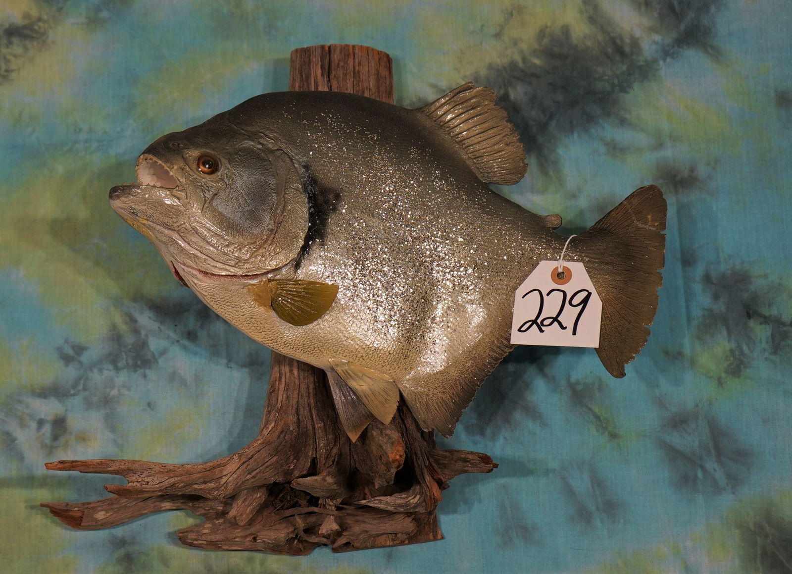 16" Giant Golden Piranha Fiberglass Reproduction Fish Mount Taxidermy (1 of 2)
