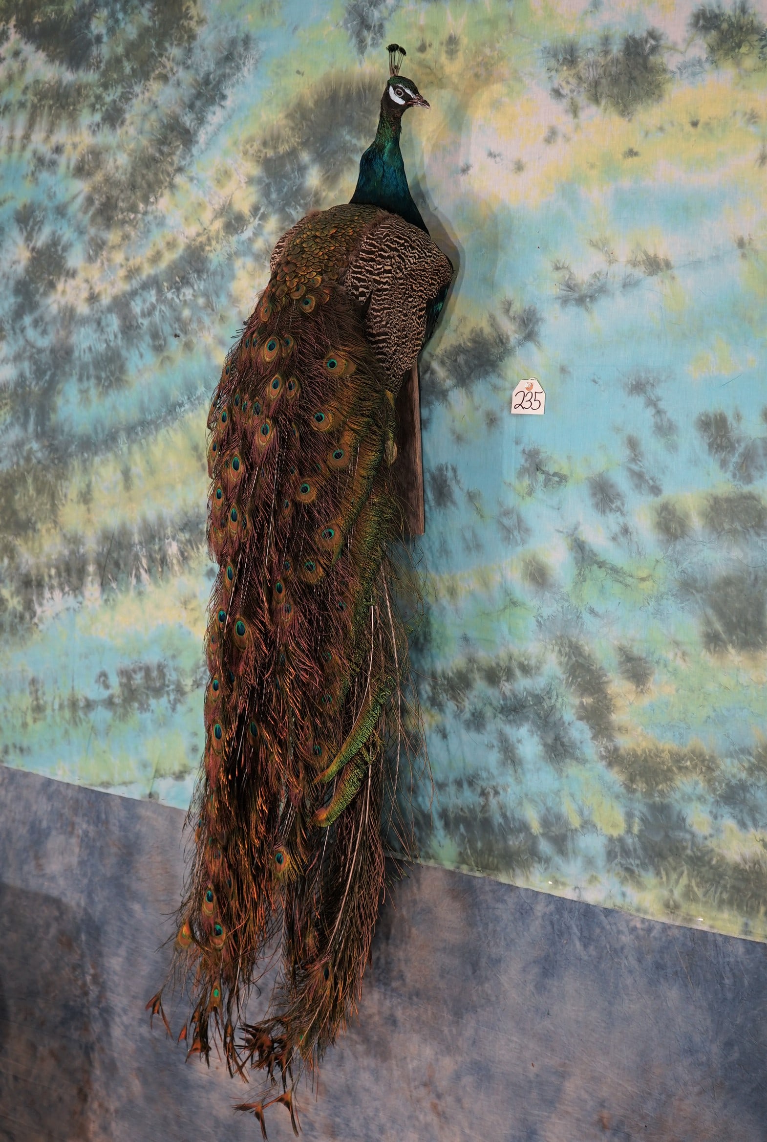 Brand New Blue Peacock Taxidermy Bird Mount (1 of 4)