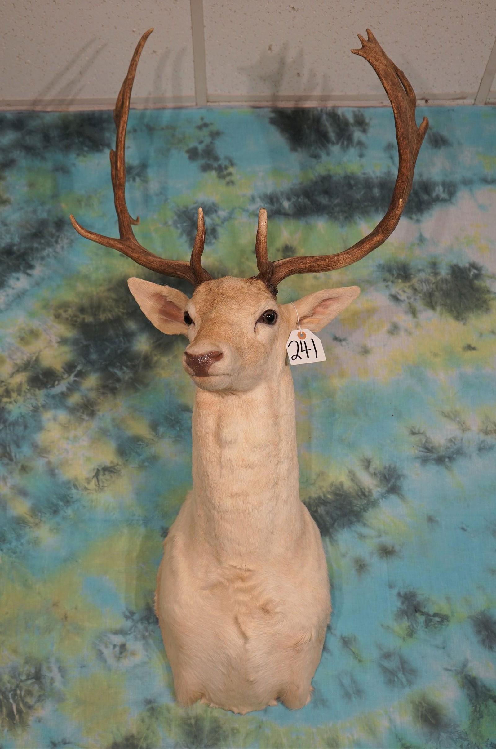Beautiful White Fallow Deer Shoulder Mount Taxidermy (1 of 2)
