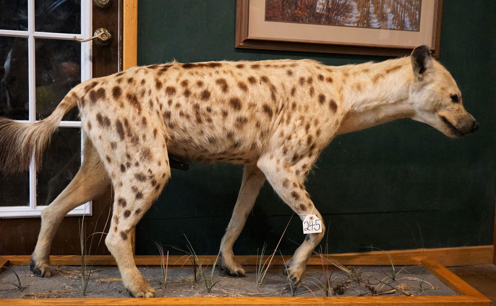 East African Spotted Hyena Full Body Mount Taxidermy (1 of 4)
