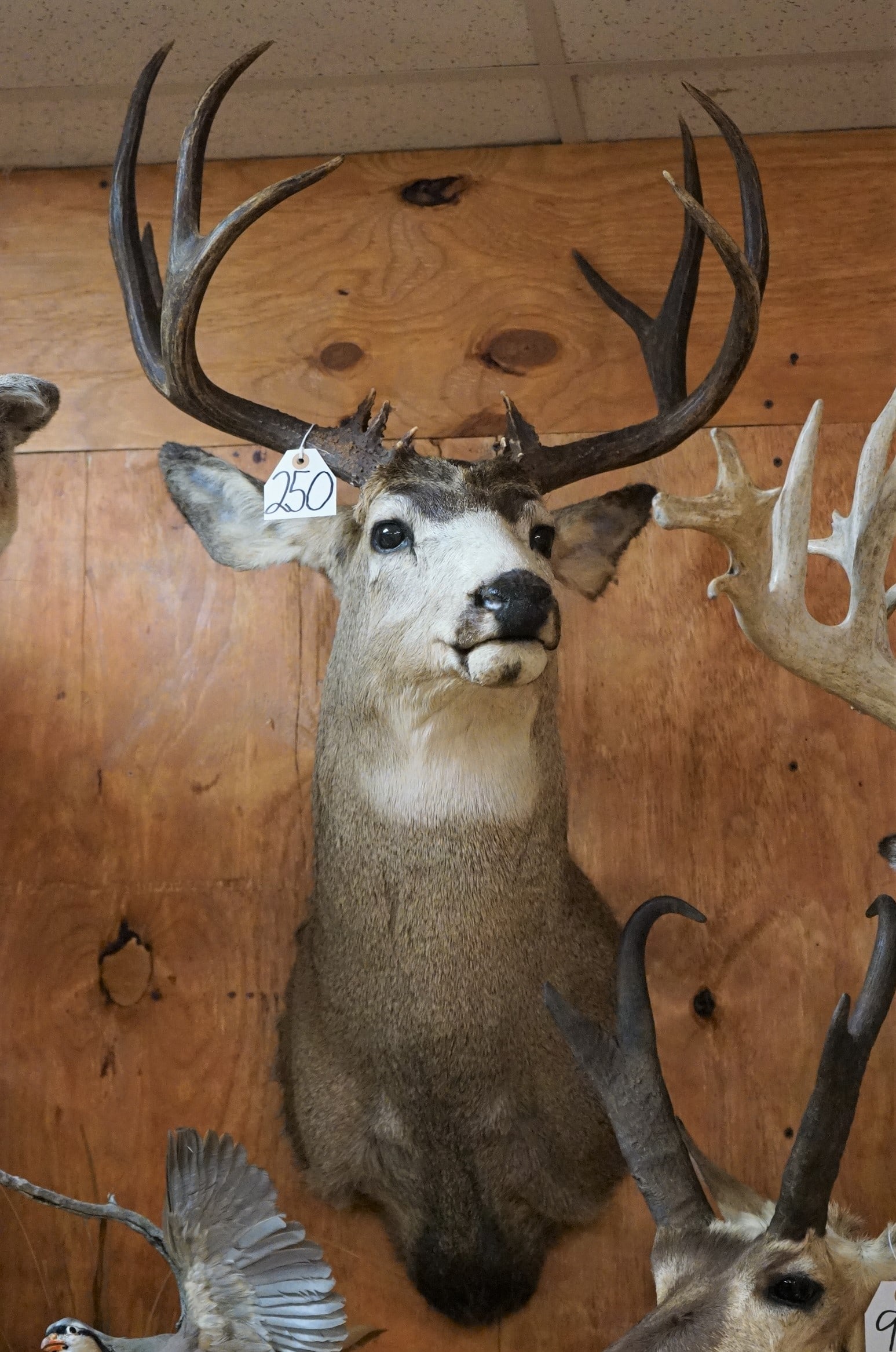 Nice Rocky Mountain Mule Deer Buck Shoulder Mount Taxidermy (1 of 4)