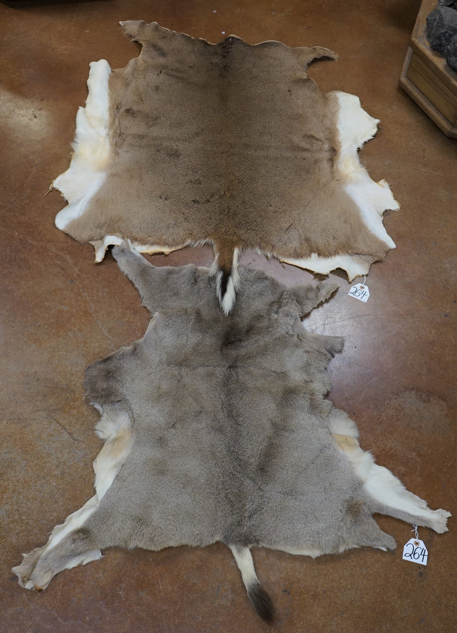 Whitetail Deer & Mule Deer Soft Tanned Backskins Taxidermy: Both of these Tanned Backskins will make a fine decor.