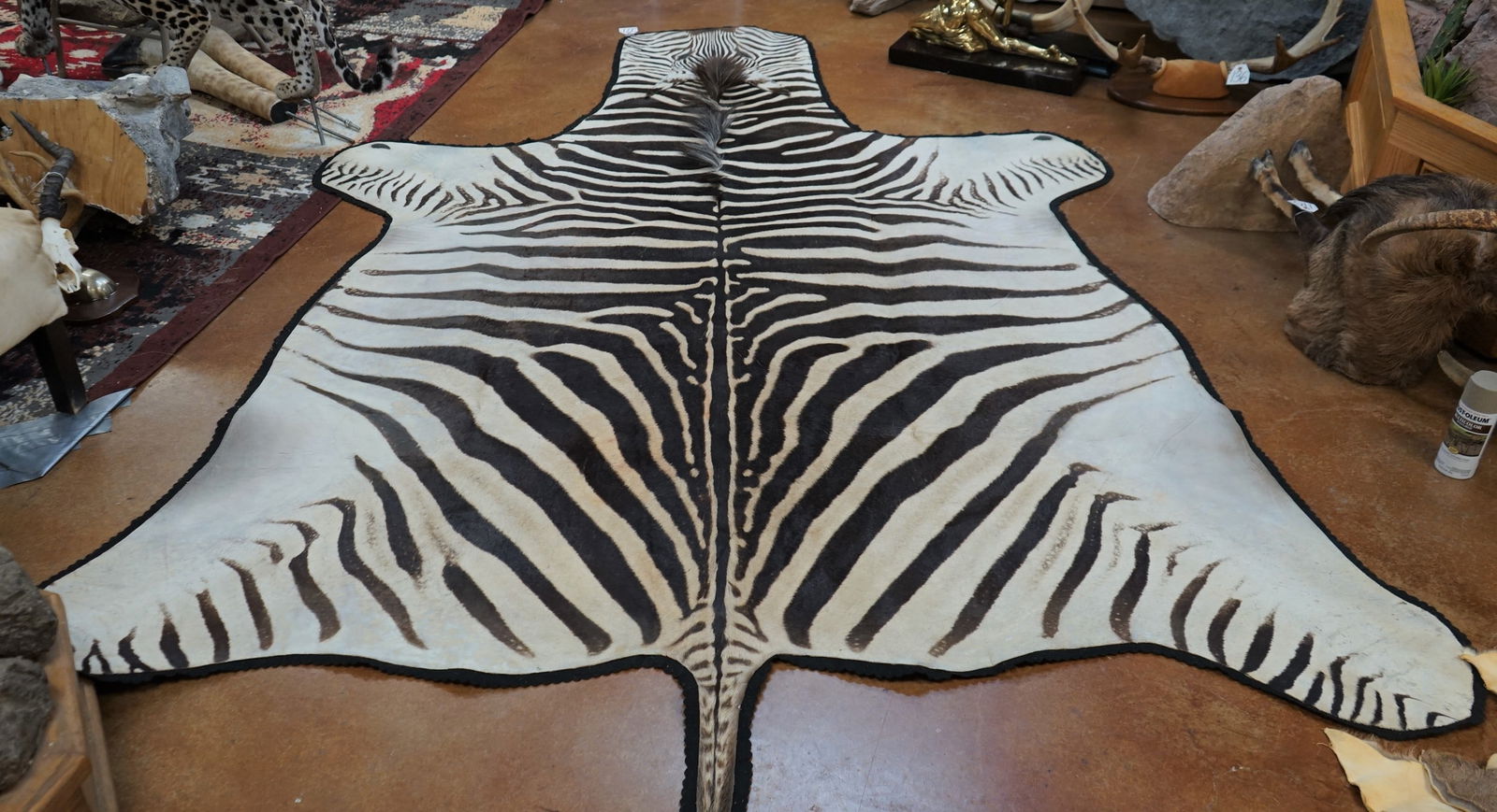 Huge AAA East African Zebra Stallion Taxidermy Rug Mount (1 of 3)