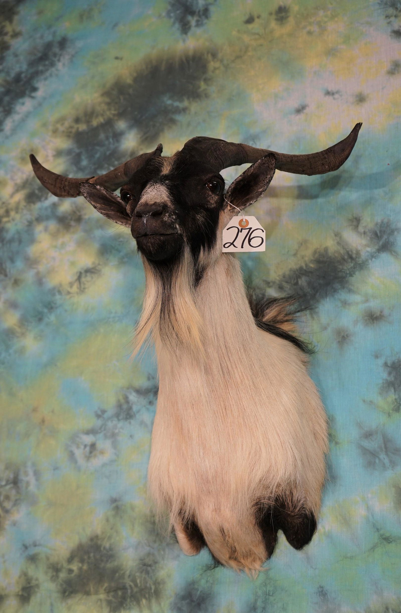 New Zealand Wild Feral Goat Shoulder Mount Taxidermy (1 of 2)