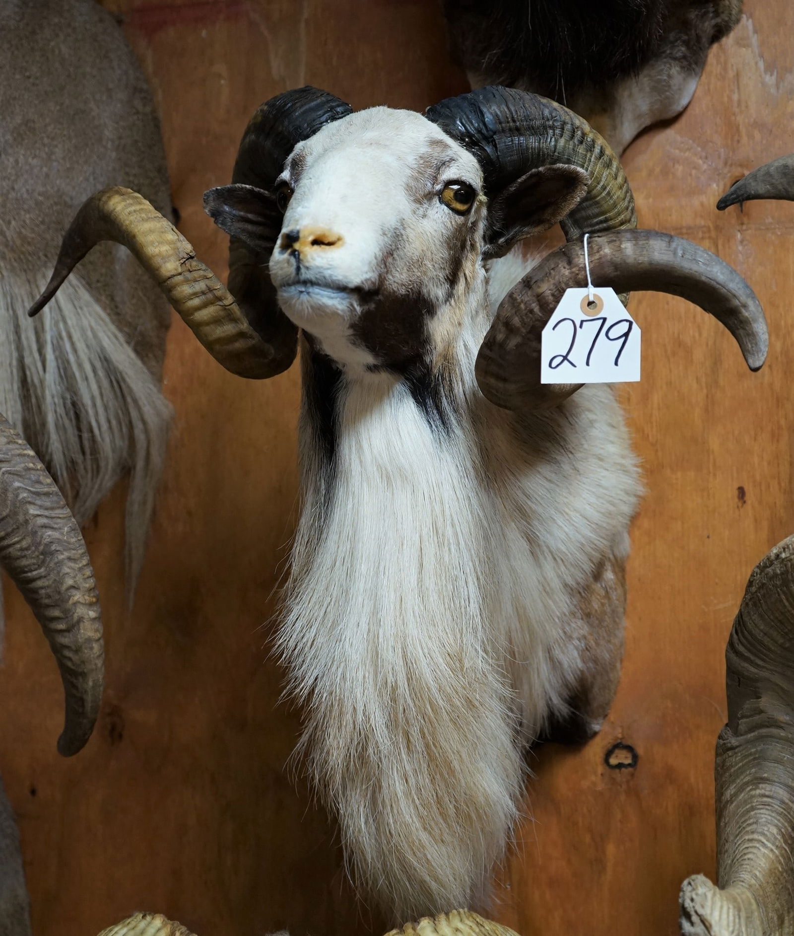 Awesome Painted Desert Shoulder Taxidermy Ram Mount (1 of 3)