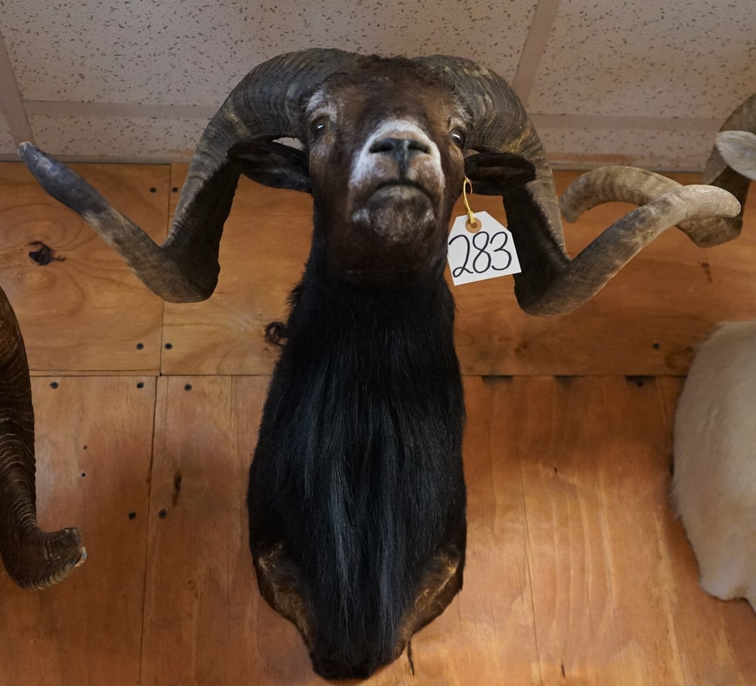 Beautiful Black Hawaiian Sheep Shoulder Taxidermy Ram Mount (1 of 2)