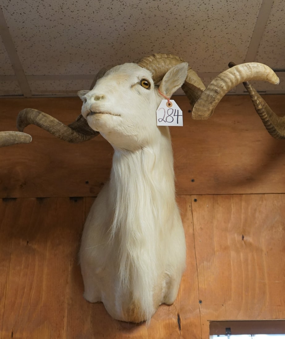 Gorgeous Texas Dall Sheep Shoulder Mount Taxidermy Ram Mount (1 of 3)