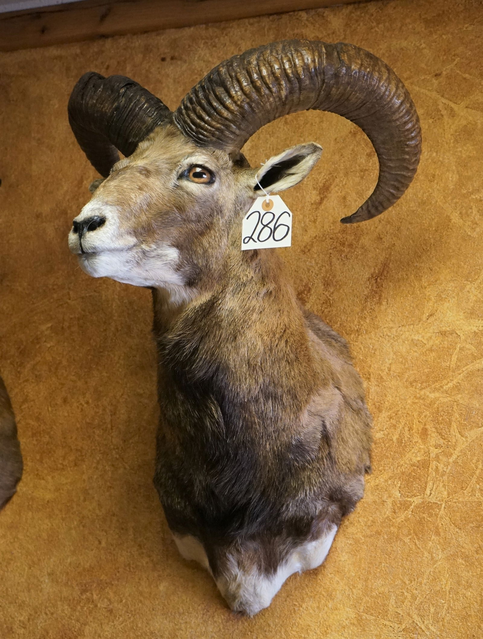 Beautiful Armenian Mouflon Sheep Shoulder Taxidermy Ram Mount (1 of 2)