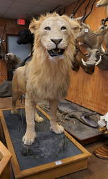 Big African Lion Full Body Taxidermy Mount **TEXAS RESIDENTS ONLY**