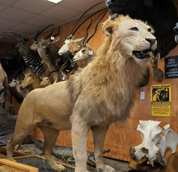 Taxidermy & Artifact Auction on Aug 12, 2023 by LEAP Auctions in TX