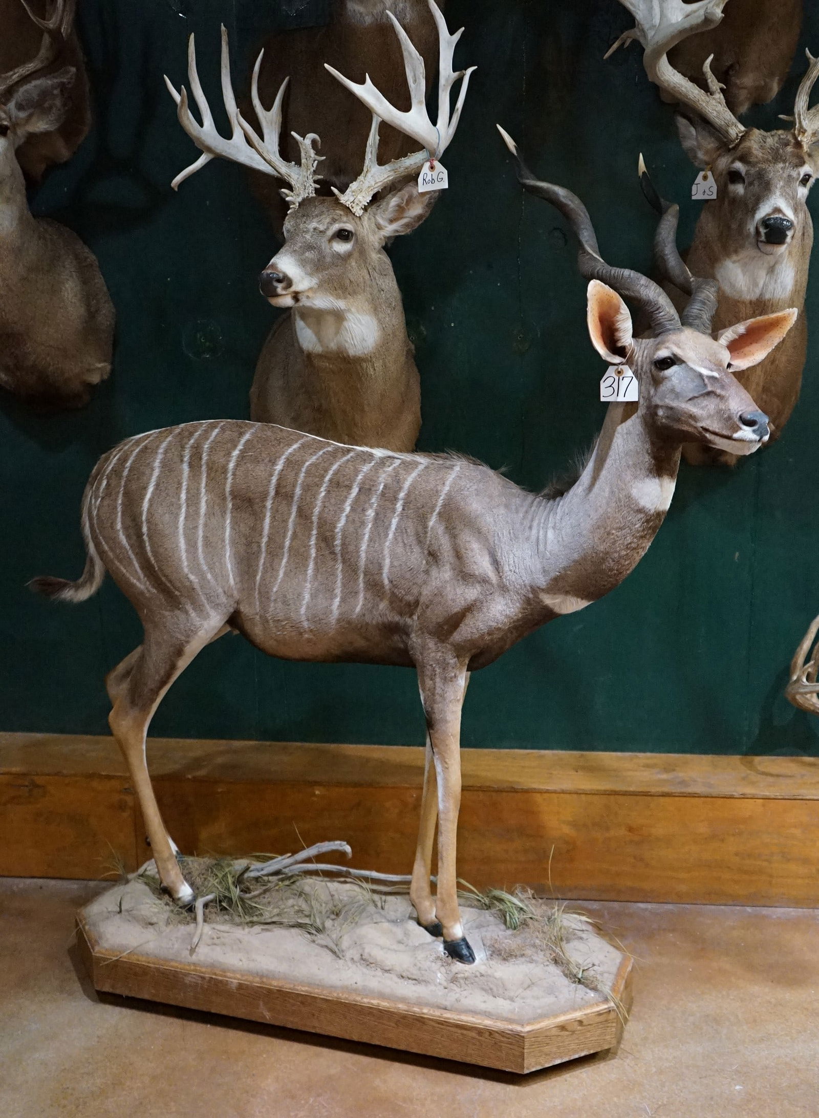 Record Book! Full Body East African Lesser Kudu Taxidermy Mount (1 of 4)