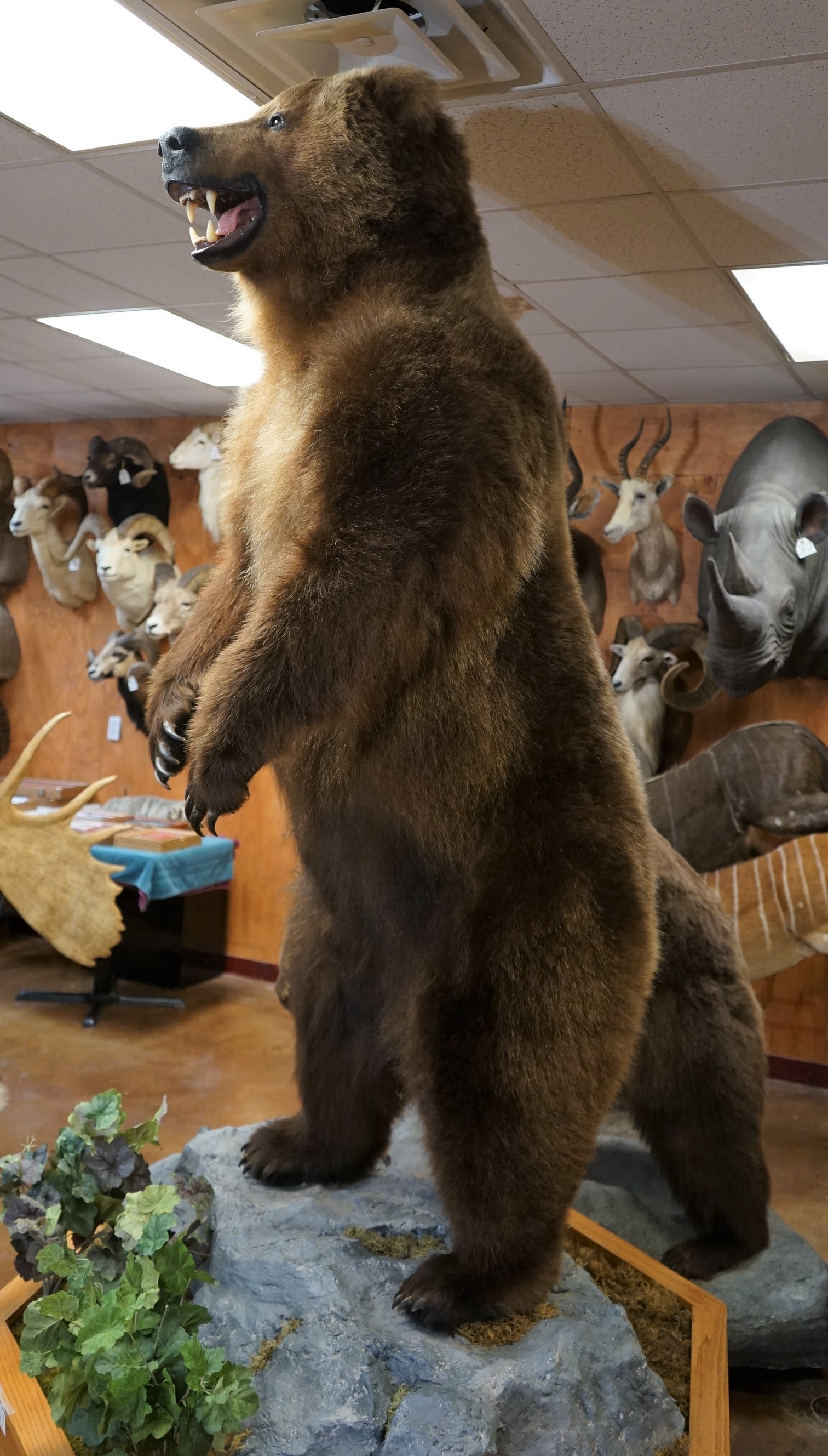 Magnificent Standing Brown Bear in Habitat Full Body Mount Taxidermy (1 of 6)