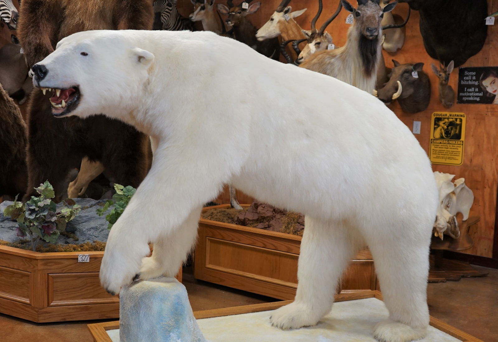 Awesome & Beautiful Polar Bear Full Body Mount Taxidermy **U.S. Residents Only!** (1 of 5)