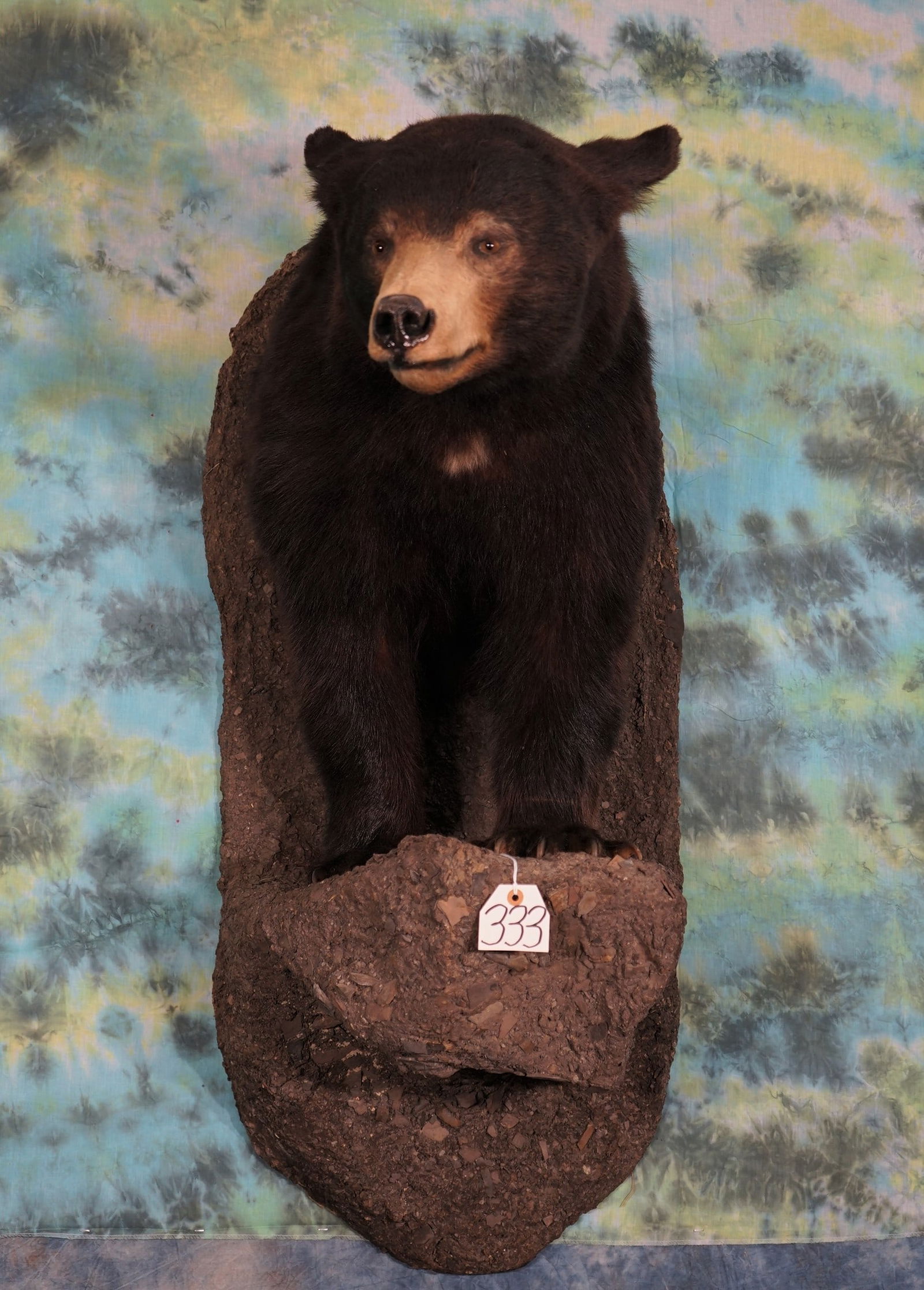 Nice Half Body Black Bear Taxidermy Mount (1 of 3)
