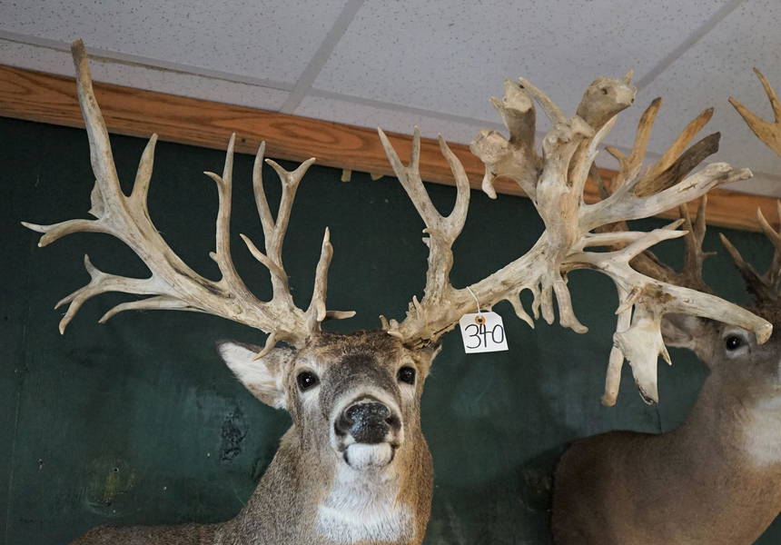Taxidermy & Artifact Auction on Aug 12, 2023 by LEAP Auctions in TX