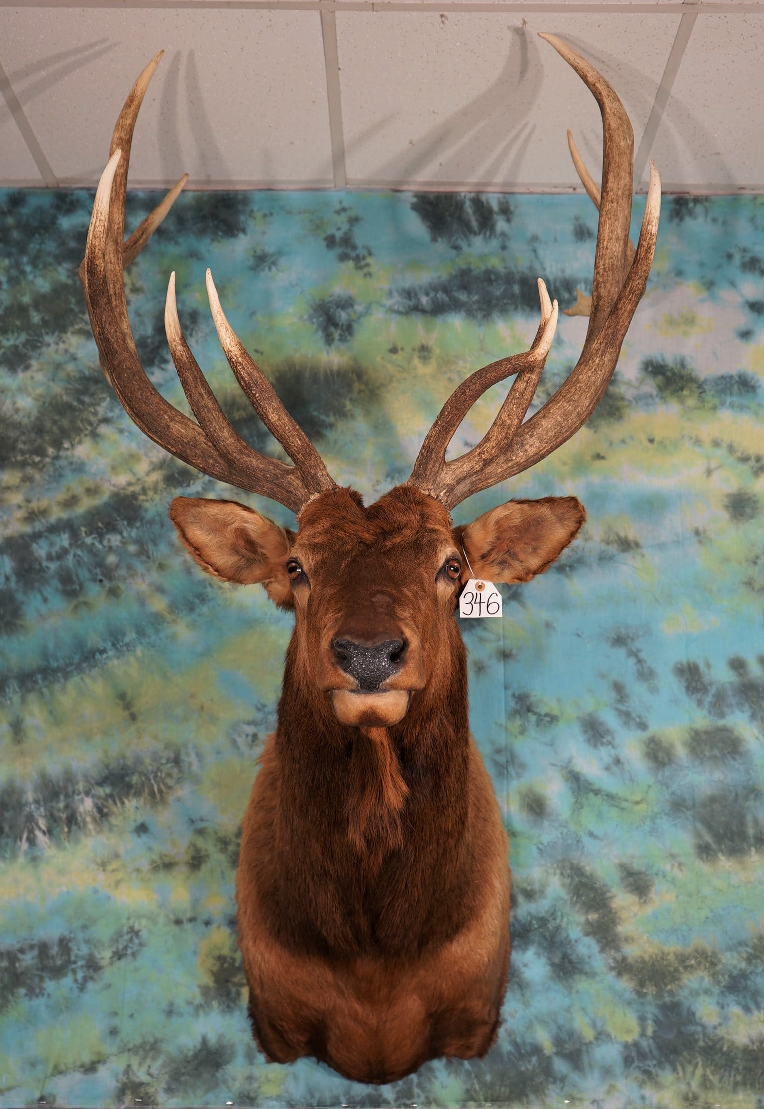 Cool 7 x 6 Colorado Elk Shoulder Mount Taxidermy: This mount is clean, smoke free, and in excellent condition.ÿ The antlers are removable for easy moving and hanging.ÿ This mount is a grade level 9.25 with a good expression.